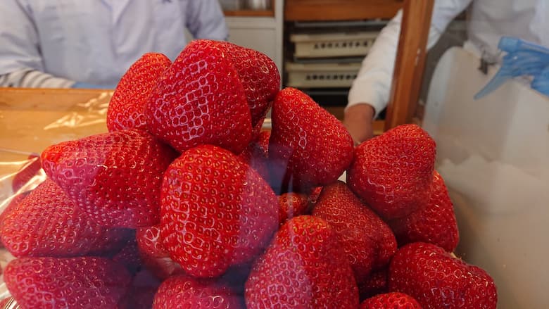 太宰府で超話題！贅沢な「あまおういちごだんご＆大福」