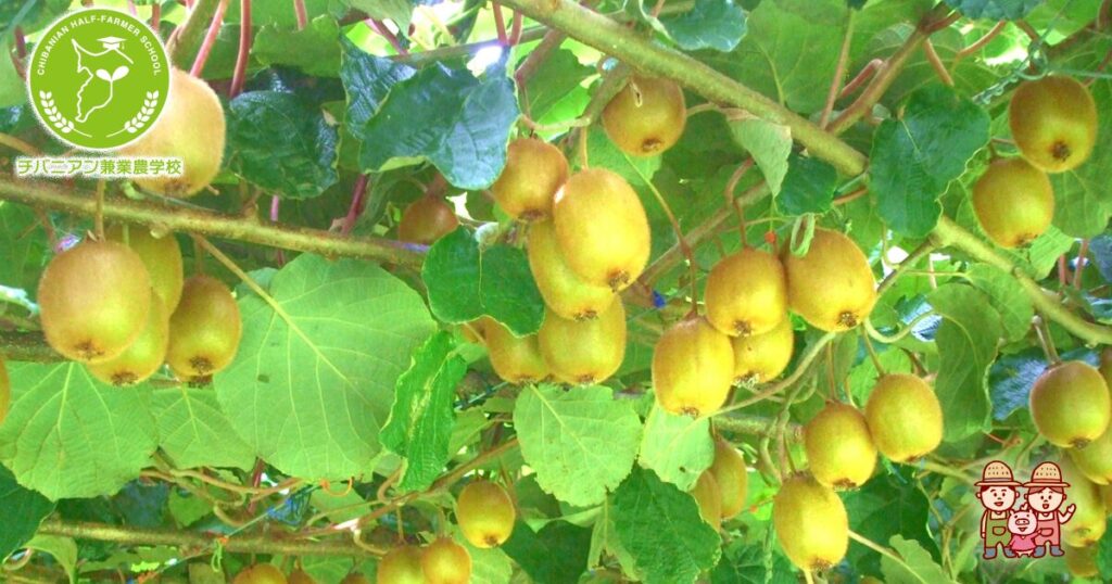 キウイの木の育て方 おいしい鉢植え果樹の栽培育て方：自宅を果樹園に☆