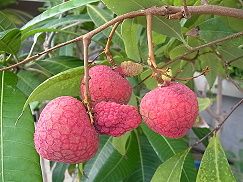 ライチ 荔枝 Lychee の歴史と未来古代の王朝から現代の食卓まで広がる甘美な果実の旅路らいち - パワーフルーツ