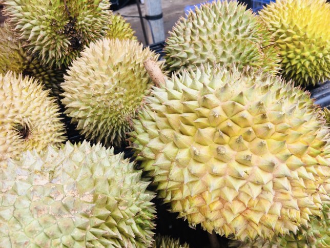 ドリアン フルーツ くさい 臭い クサイ 果物 くだもの ふるーつ オリジナル おりじなる ネタ」ステッカーの通販 ∞ SUZURI スズリ