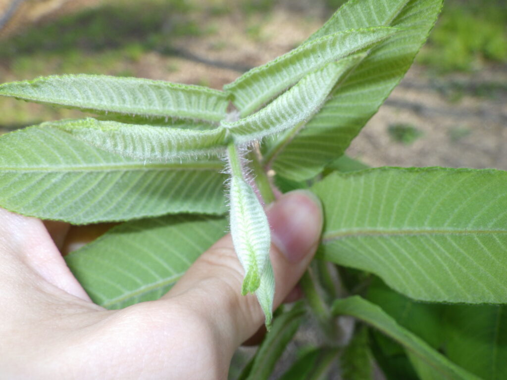 三鷹市 オニグルミ 鬼胡桃