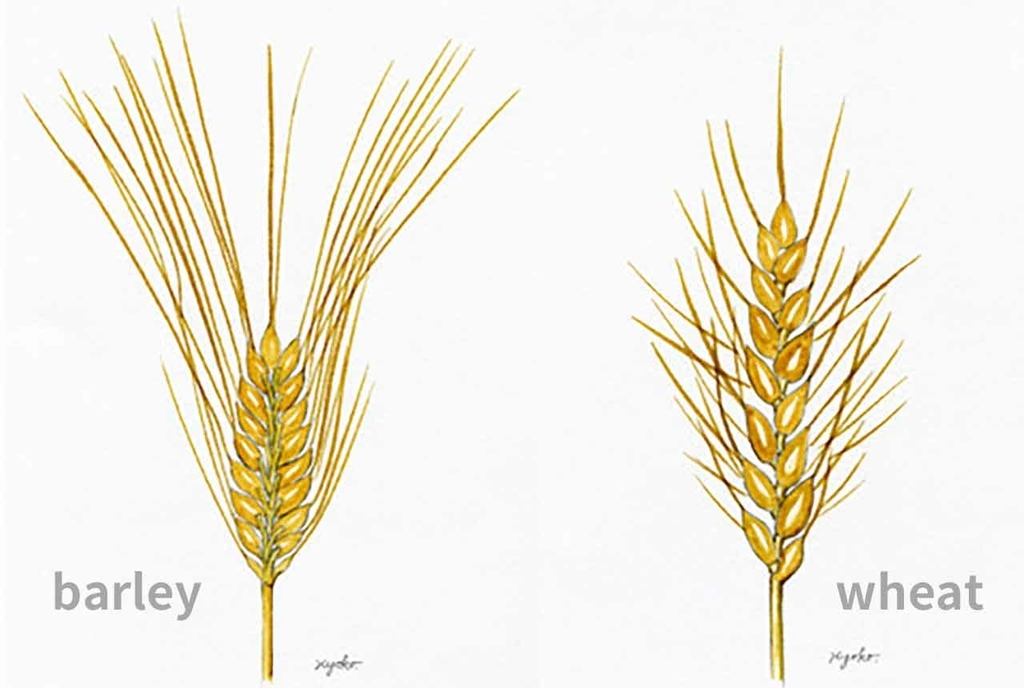 医師監修 オーツ麦にグルテンは含まれている？ 大麦との違いや、健康への効果など、オーツ麦の魅力を知ろう！HugKum はぐくむ