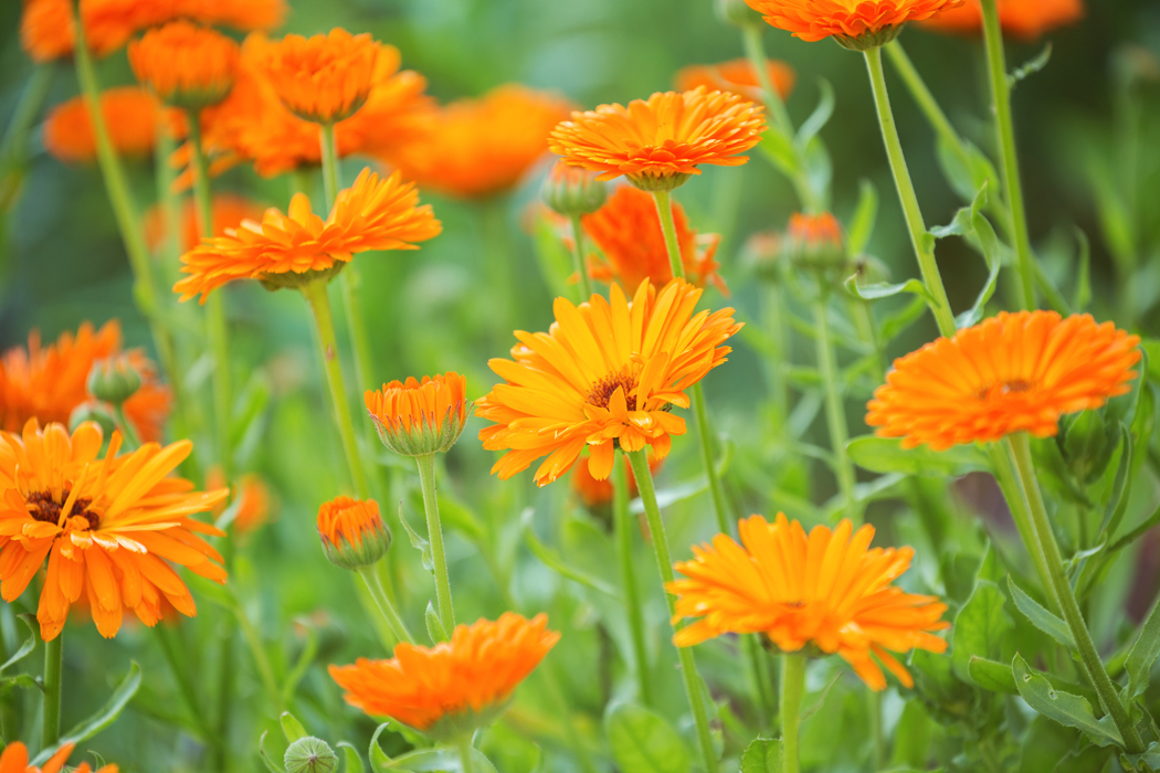 Calendula officinalis(トウキンセンカ)の種類や特徴 わかりやすく解説