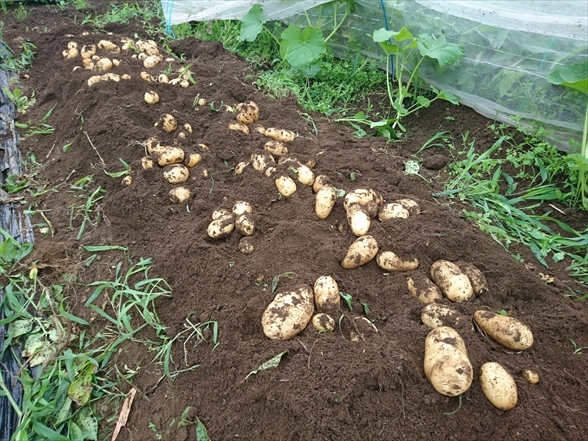 秋ジャガイモ 品種選びジャガイモ栽培.com