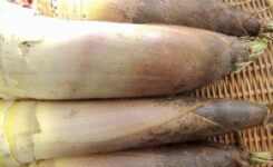 天然こしあぶら 山菜白木の芽