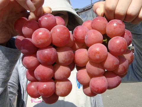 ぶどうの苗 品種:ゴルビー 悟紅玉・ごこうぎょく果樹の苗 12cmポット 1年生 接木苗 1個売り植物のITANSE 全品送料無料・即出荷