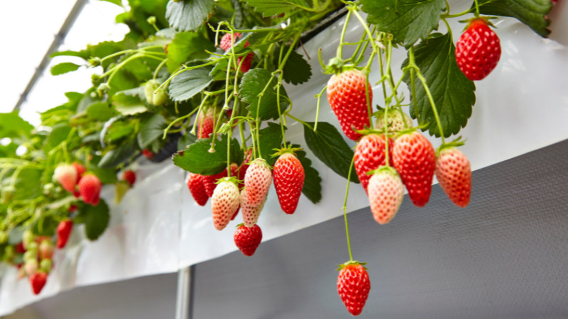 山形県の夏の果物狩り！さくらんぼ狩り・桃狩り・プラム狩りなどるるぶKids