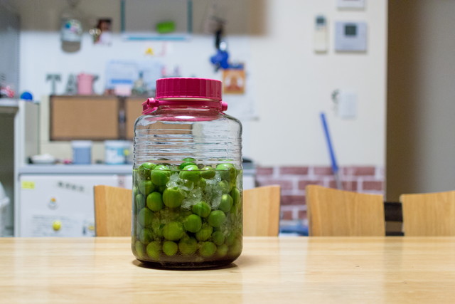 梅シロップ5日目です。氷砂糖がかなり溶けてきました。 エキスも順調に上がっています。 透明なエキス。濁りはありません。発泡もしていません。カビもありません。このまま順調に進んで欲しいです。毎日がパンプロが教えるパン作り元パン職人パンのある暮らし