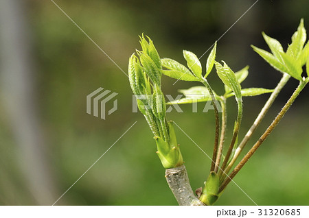 コシアブラ 芽 白木の芽 山菜の写真素材 - PIXTA