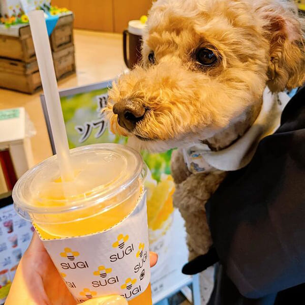 箱根湯本でおすすめの食べ歩きグルメスポットを厳選！強羅・大涌谷エリアもあわせて紹介 - ななめうえトラベル