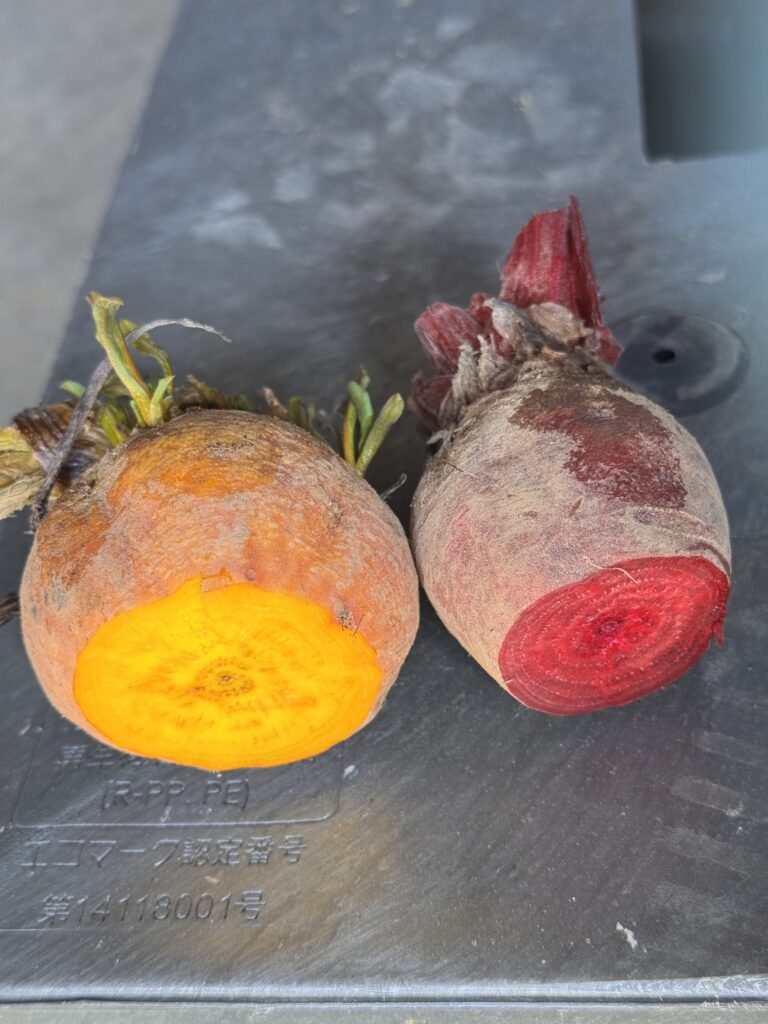 ゴールデンビーツ 無農薬農家 直送：2kg ＋オリジナルレシピブックKimidori farm&kitchen