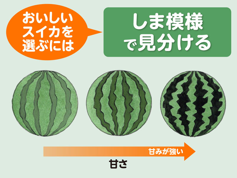 おいしいスイカの選び方、追熟しないから買う時の見極めが大切！ – MONEY PLUS
