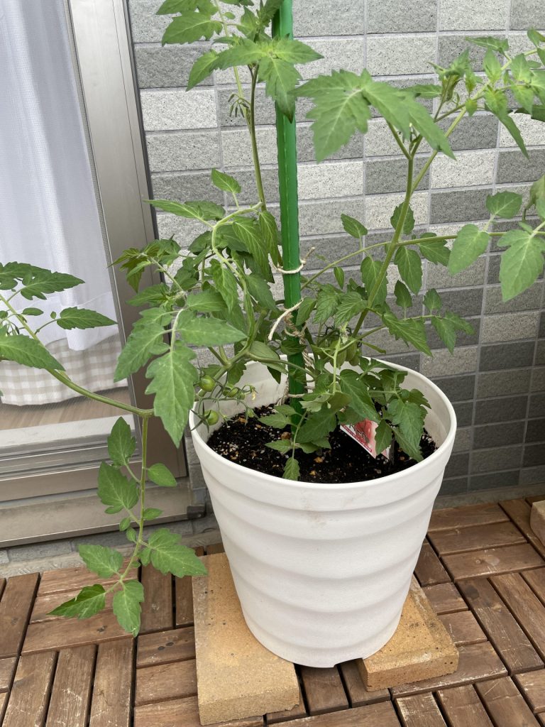 え！？トマトのわき芽はすぐに取らないの！？ みんなの趣味の園芸- Yahoo!ニュース