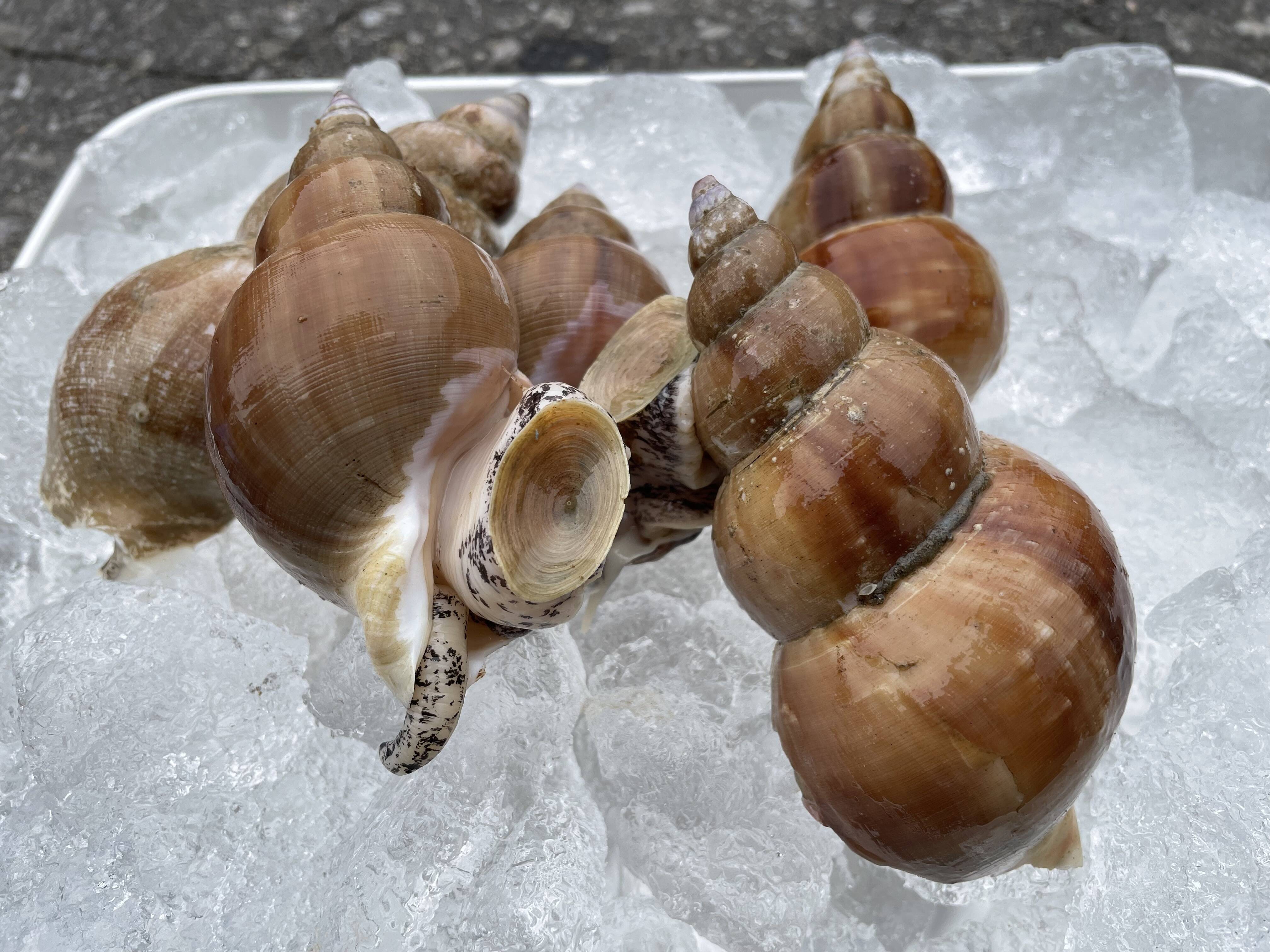 楽天市場 生 つぶ貝 生産国日本つぶ貝貝類 ：魚介類・水産加工品<食品の通販