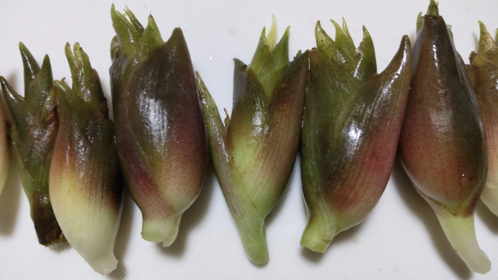 海水水槽 ミョウガみたいで可愛い初心者向けなやつ〜ハタタテハゼ飼育〜NOAH's ARK