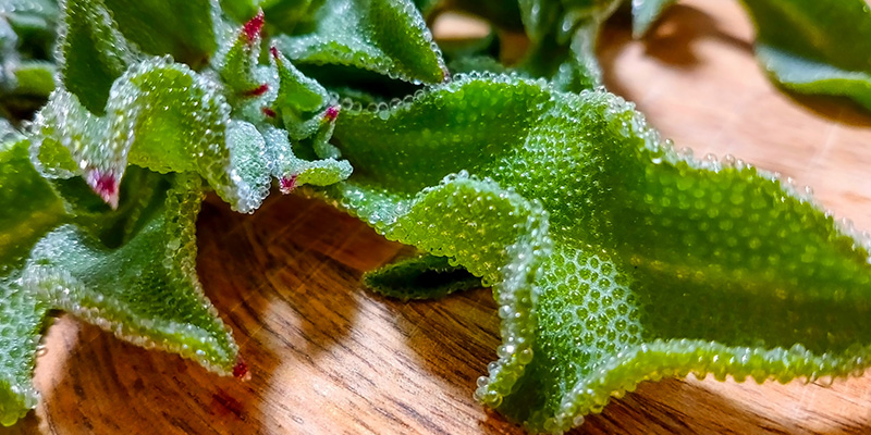 アイスプラントを水耕栽培で育てます