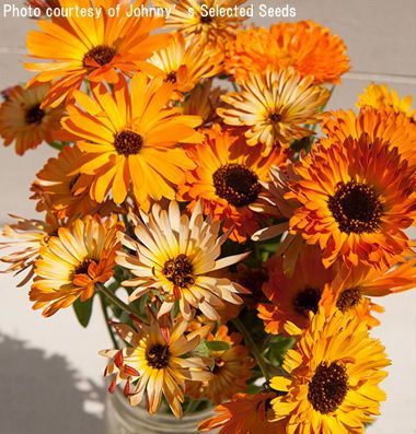 カレンデュラ Calendula - ハーブティー＆スパイス通販のクラウターハウス