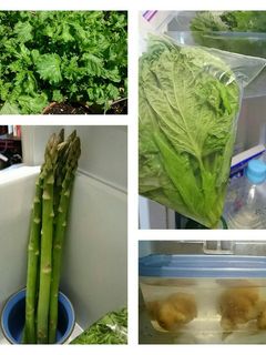 写真で解説 アスパラガスをおいしく長持ちさせる保存方法とは？冷凍もOKクラシル