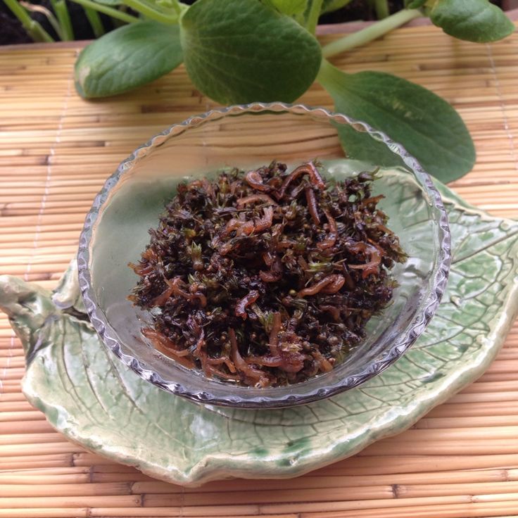 紫蘇の実の醤油漬け し その実 の爽やかな香りでご飯が最高！長期保存できる 簡単 健康 ふりかけ しそ の 実 の 漬物