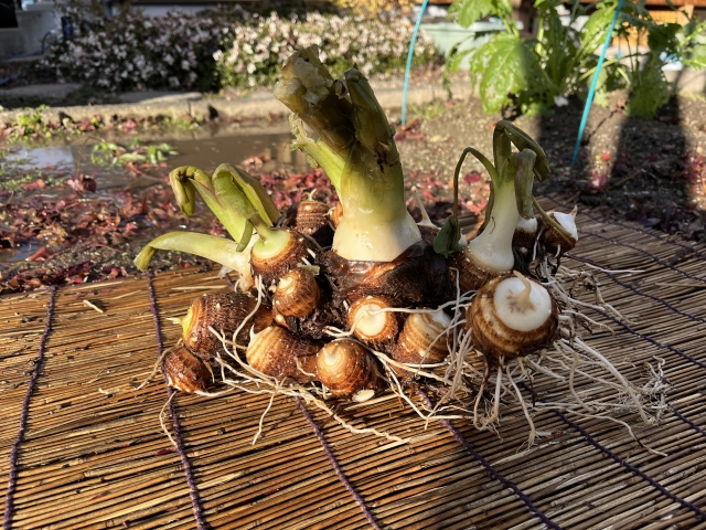 里芋をおいしく食べるための下ごしらえと処理方法とは？料理初心者の方必見！料理のギモン！？ -たべものニュース