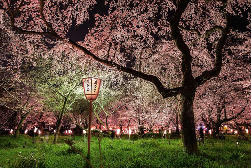 胡桃 -くるみ- | 月夜の桜