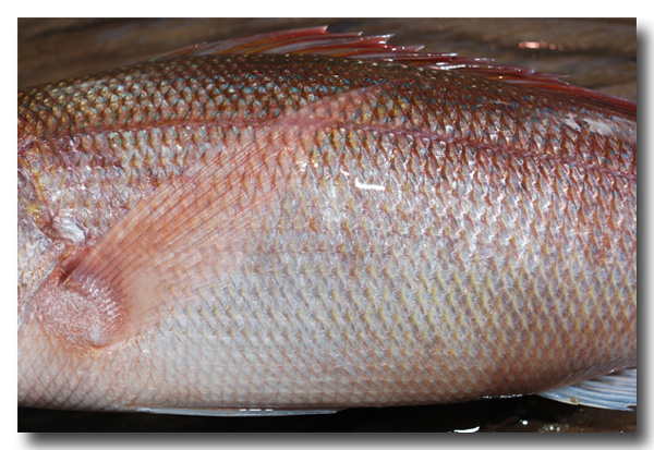 ヒメダイ 姫鯛オゴダイ クルキンマチ チビキの目利きと料理：旬の魚介百科