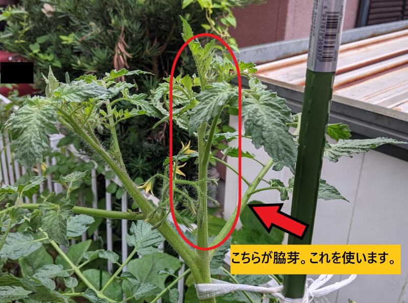 ミニトマトの育て方 わき芽見分け方 と わき芽かき 定植3週間後のトマトの様子モンドトマトファームHP高糖度ミニトマトを通販でお届け