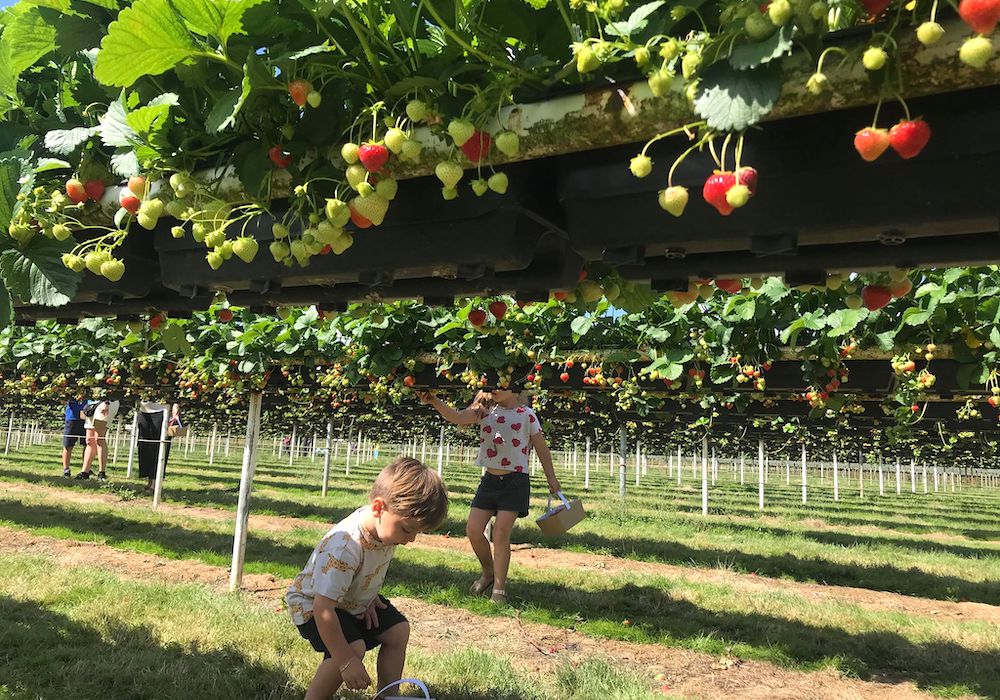 夏のフルーツ狩り特集！ 新京成で行くブルーベリー狩り・もも狩り2023船橋トピックス 身近にあるニュースを日々お届け！ まいぷれ 船橋市