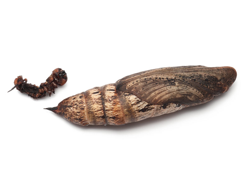 コスズメ幼虫飼育日記① ヤブガラシについた卵から出てきたのはコスズメガだったもみのゆるっと自由研究な日々