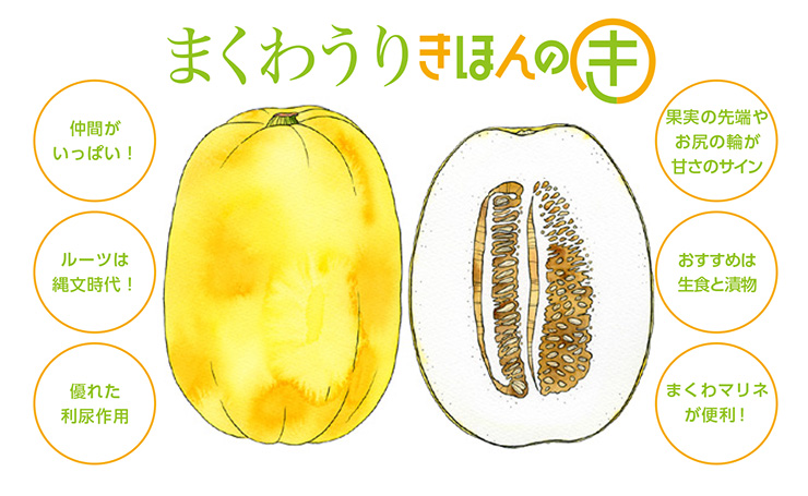 ウリ科の夏野菜を徹底解説！きゅうり、青瓜、冬瓜、ゴーヤ、ズッキーニ、かぼちゃ青空市場