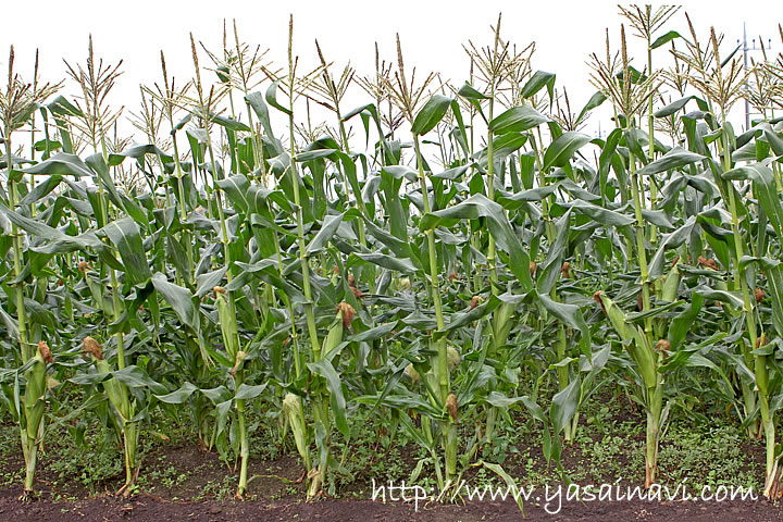 トウモロコシの種類一覧 美味しいのはどれ?人気の全41品種まとめ│ご当地風土