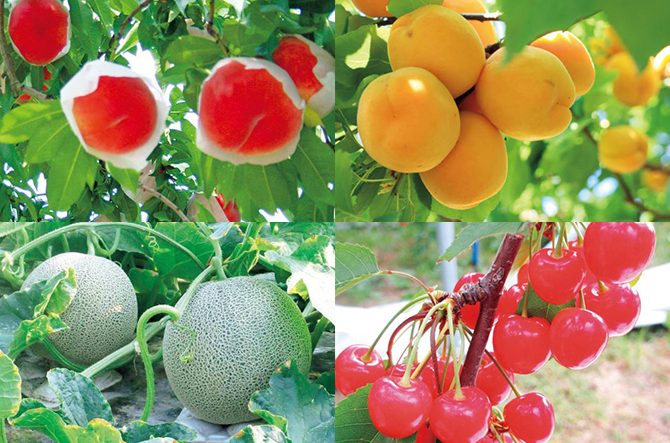 フルーツ 富士の国やまなし観光ネット 山梨県公式観光情報