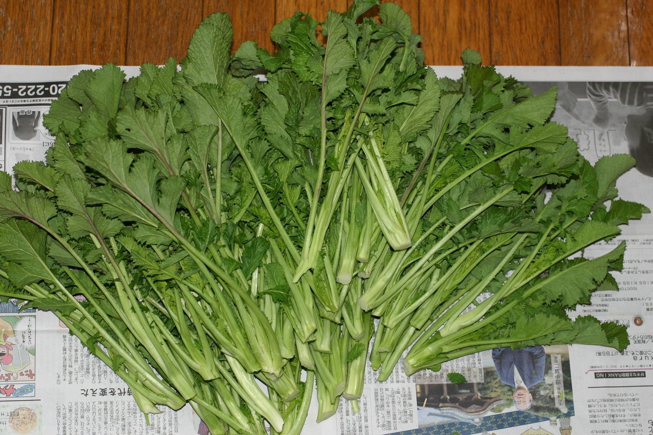 知らなかった名前の菜っぱ : ぬるぅい畑生活