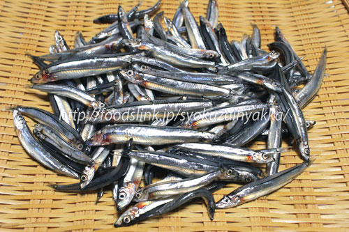 スーパーに売ってるキビナゴ」で魚がめっちゃ釣れるんですタビカツリチャンネル- エキスパート - Yahoo!ニュース