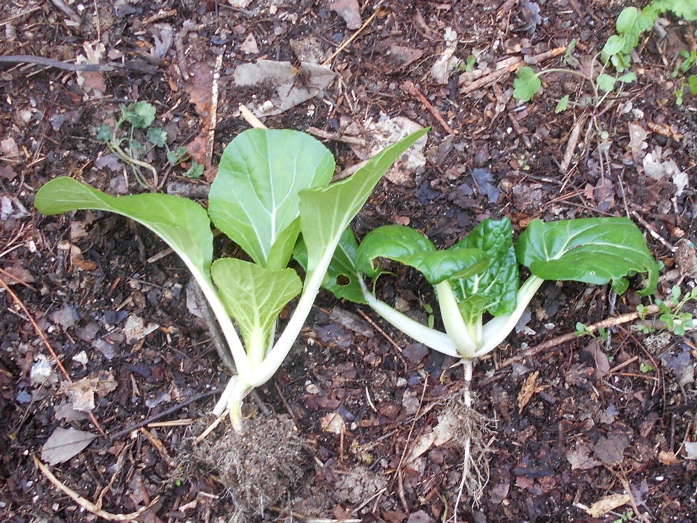 菜っぱミックス 野菜の種の通信販売 - 中原採種場 株