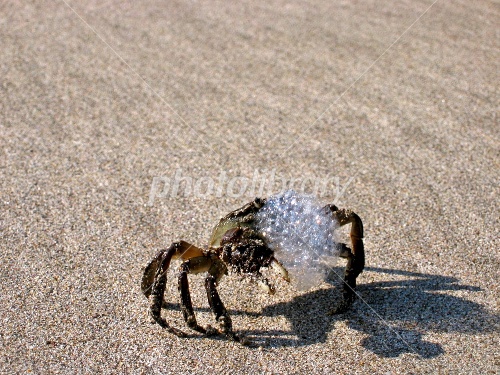 Amazon.co.jp: カニバブルバスおもちゃ、バブルメーカーマシン、音楽付き自動バブルブロワー、バスおもちゃ、庭のたちの幸せな屋外浴槽ガーデン用,カニの泡 カニが泡を吹く+カエルが泡を吹く : おもちゃ