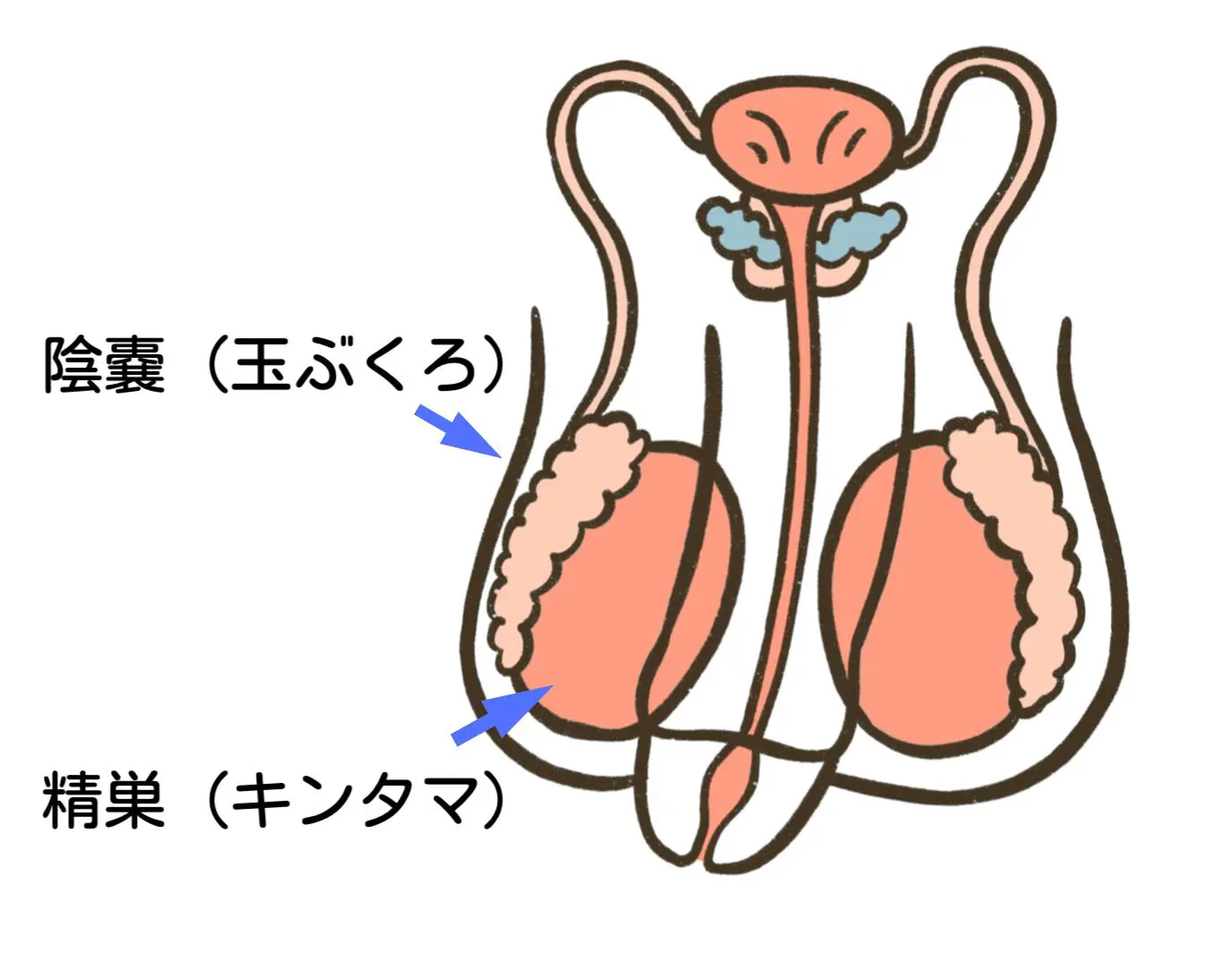 閲覧注意】睾丸に血豆みたいなのができてますずっと昔からあったのですが少 - Yahoo!知恵袋