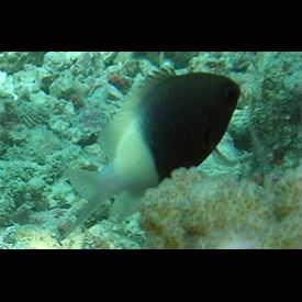 オーストラリアダイビング ココッドホールでのダイブクルーズはまったり