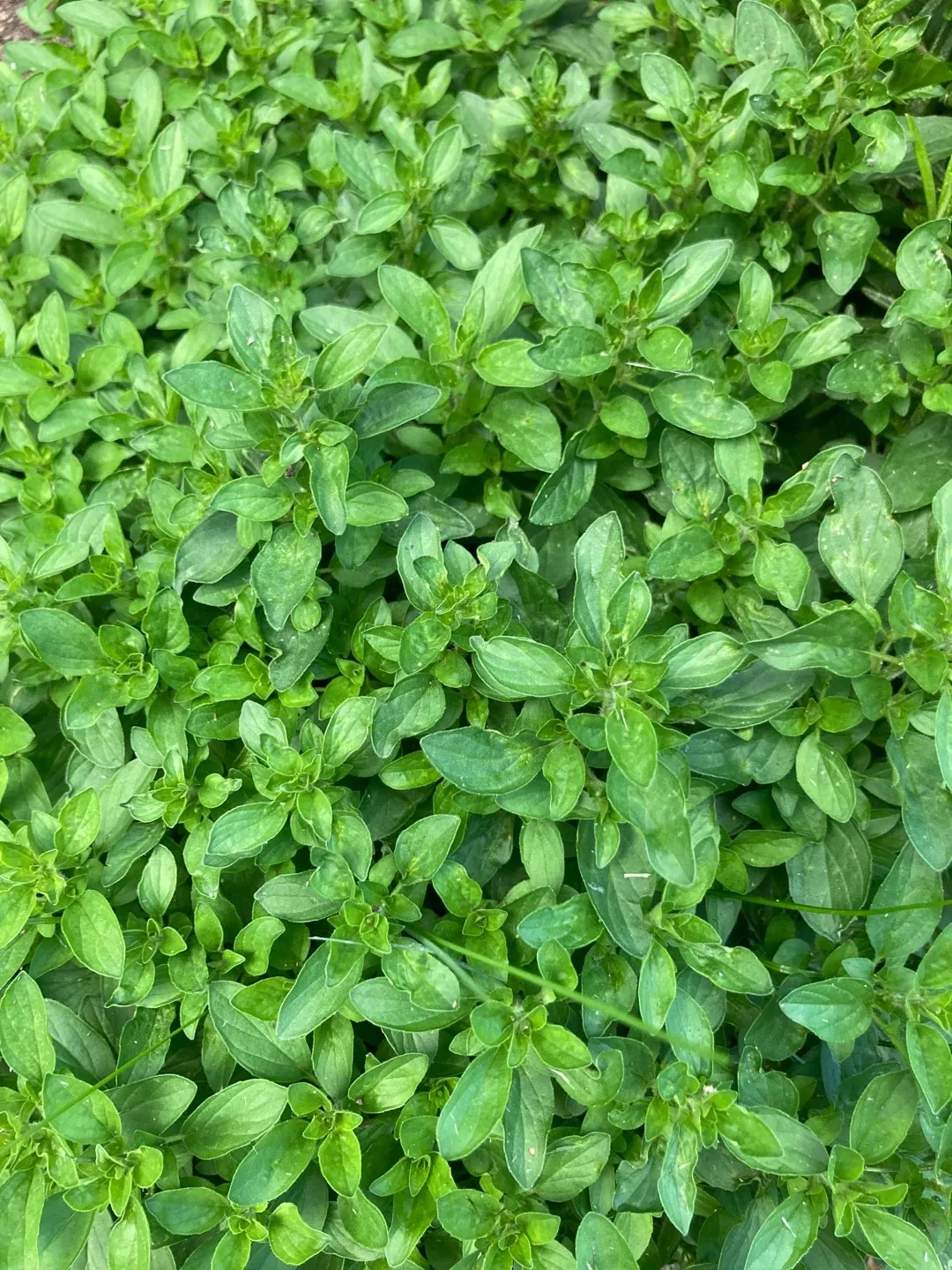 オレガノの種類はどれくらい？人気の品種や料理、ハーブティーでのおすすめは？🍀GreenSnap グリーンスナップ