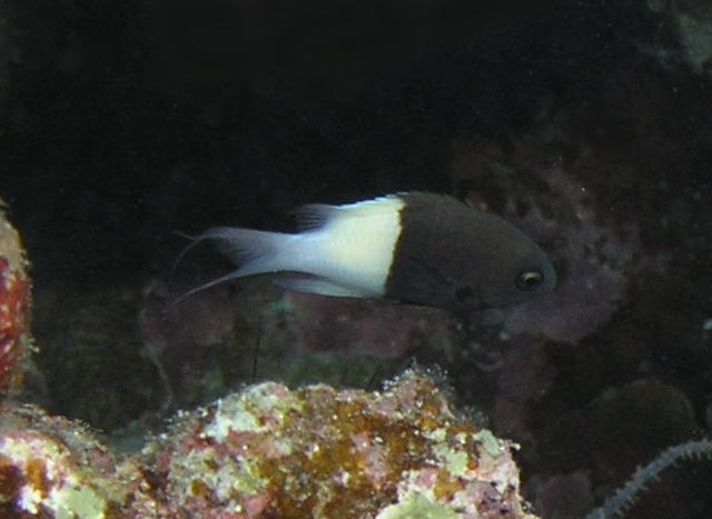 ヒメスズメダイ属 - WEB魚図鑑