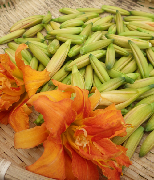 オレンジの花が目印ヤブカンゾウの食べ方 食べられる山野草クラシリカ