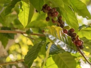 コーヒーの木に実がなるのは本当？実をつける方法やコツを徹底解説 – 東京寿園