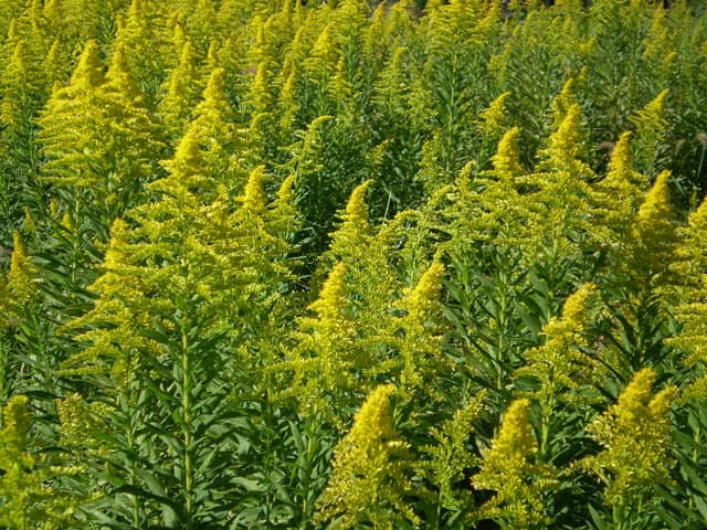 短そうな秋も 楽しんでる私 セイタカアワダチソウ たくさん咲いてる 入浴剤に使われたり いろんな効能がブタクサと間違われるよね 味方を変えてみる優しい気持ちになります 意志意識 を持って 運をつかんだものが 縁を結んでいく 自分と 相手と お互いが結ぼうと思わ