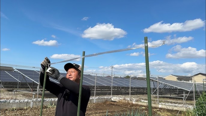 キュウリ 支柱 立て方キュウリの育て方.com