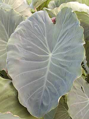 農林水産省 maff -芋茎傘にもできるほど大きな葉っぱのサトイモ。地上に出ている葉柄も食べられることをご存じですか。サトイモの葉柄の部分はズイキ 芋茎 といいます。夏が旬の野菜で、地域によって違いはありますが、だいたい６月から９月にかけて収穫されます