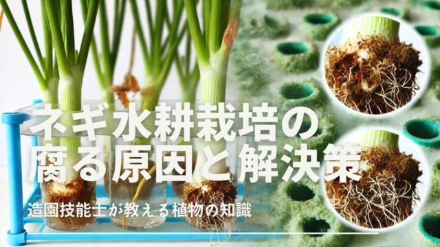 ネギを水耕栽培！ベランダ菜園のプランターで誰でもできる超簡単な方法！ – まあくんのなんでも体験記