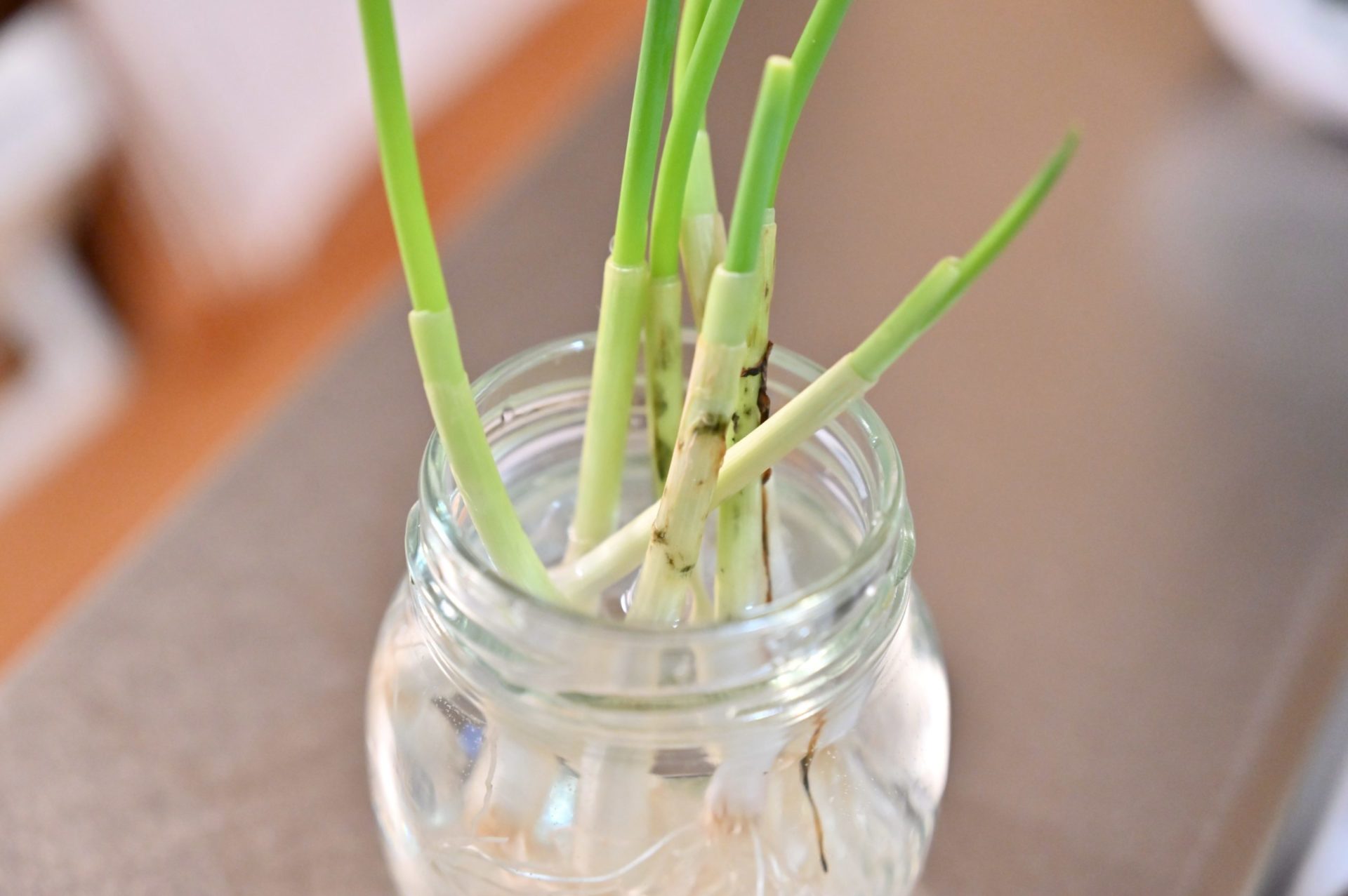 ペットボトルで育てる無限ネギ再生栽培