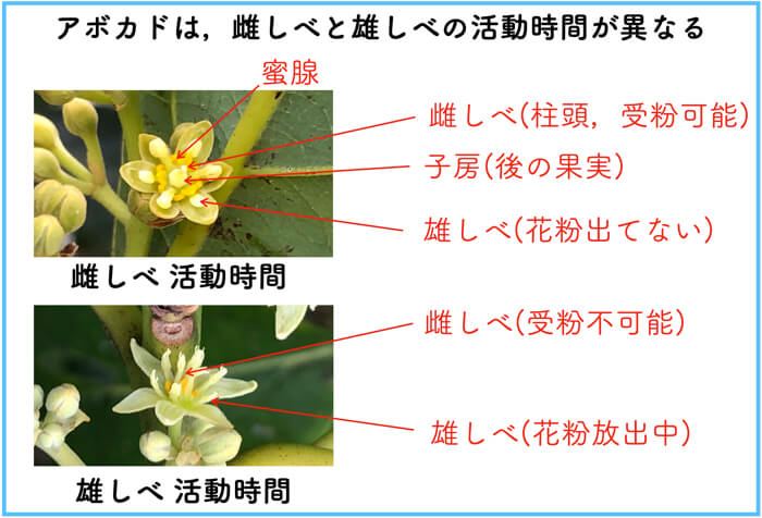 アボカドのその後-5 鉢上げ後154日- SHINOSAN no NIWA