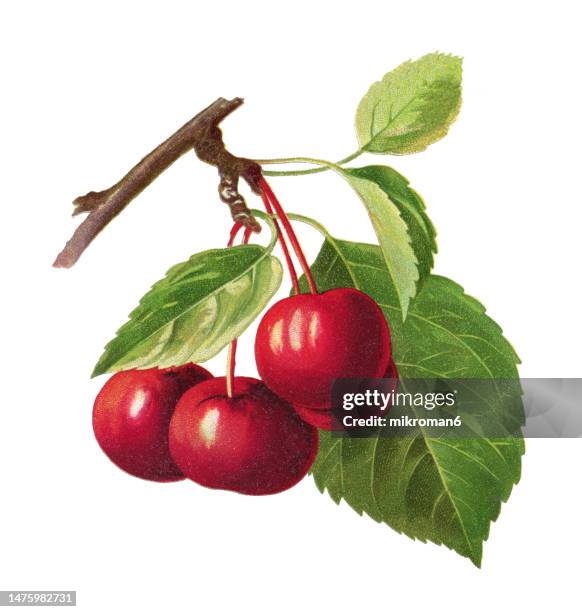 サクランボの木のイラスト134862251 毎月1点無料 フリー のストックフォト イメージマート