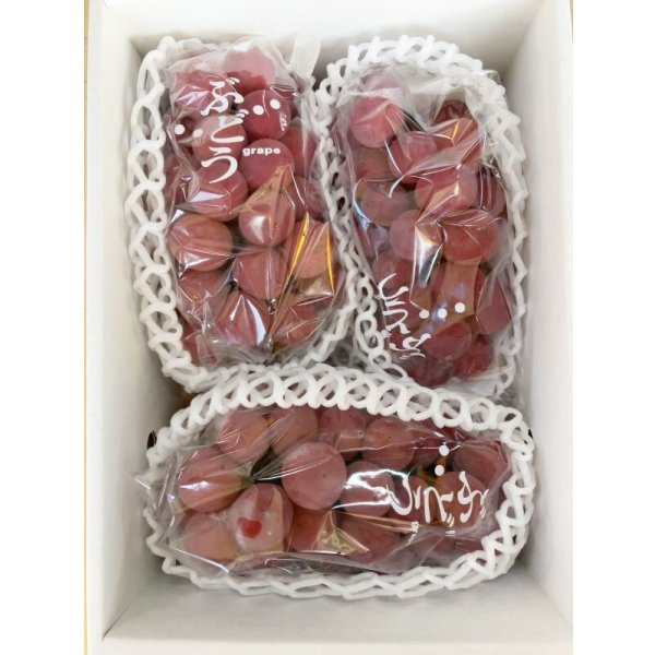 ゴルビー葡萄販売 大粒で種が無く高糖度な赤ぶどうを通販で